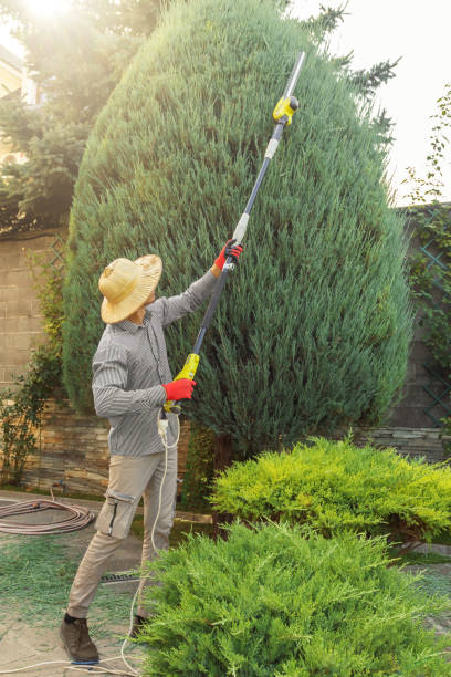 Best Lawn Dethatching  in Carbondale, IL